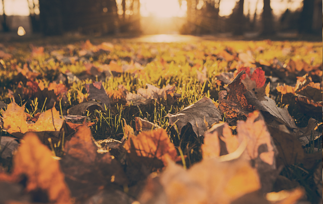 Зими не буде: синоптики приголомшили теплим прогнозом